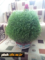 برگزاری مسابقه بهترین سفره هفت سین دانشجویی 2