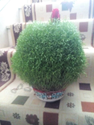 برگزاری مسابقه بهترین سفره هفت سین دانشجویی 2