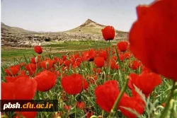 کانون فیلم و عکس دانشگاه شهرکرد برگزار می کند: جشنواره عکاسی بهار بام ایران 3