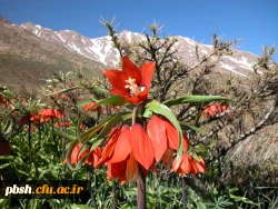 کانون فیلم و عکس دانشگاه شهرکرد برگزار می کند: جشنواره عکاسی بهار بام ایران 4