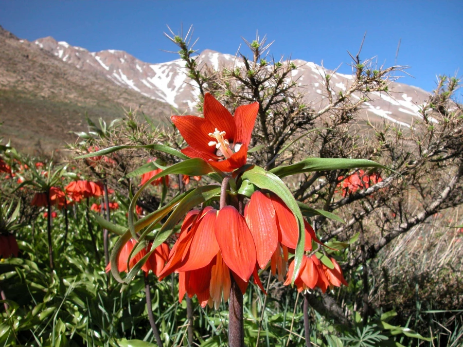 کانون فیلم و عکس دانشگاه شهرکرد برگزار می کند: جشنواره عکاسی بهار بام ایران 4