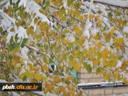 صبح برفی پردیس شهید باهنر و حضور دانشجومعلمان، اساتید و کارکنان در پردیس 9