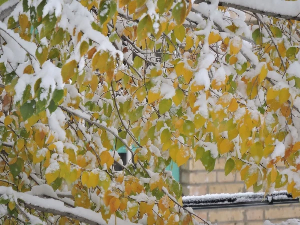 صبح برفی پردیس شهید باهنر و حضور دانشجومعلمان، اساتید و کارکنان در پردیس 9